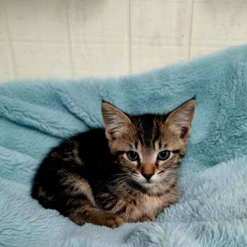 Manis -  Domestic Short Hair Cat for Adoption in Houston, Texas - Manis | PetCurious