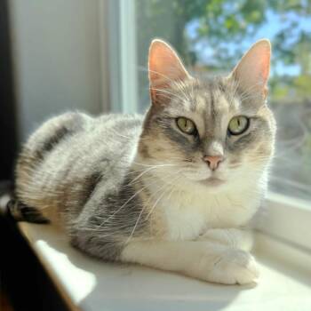 Domestic Short Hair Cats Available for Adoption - Petita | PetCurious