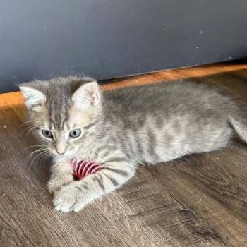Wynaut -  Domestic Short Hair Cat for Adoption in Candler, North Carolina - Wynaut | PetCurious