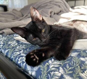Halley -  Domestic Short Hair Cat for Adoption in Phoenix, Arizona - Halley | PetCurious