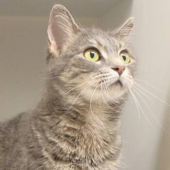 Maxine -  Domestic Short Hair Cat for Adoption in Champaign, Illinois - Maxine | PetCurious