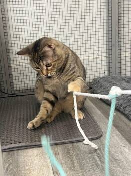 Clementine -  Domestic Short Hair Cat for Adoption in Mission Viejo, California - Clementine | PetCurious