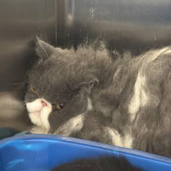 Mr. Peepers -  Persian Cat for Adoption in Port Charlotte, Florida - Mr. Peepers | PetCurious