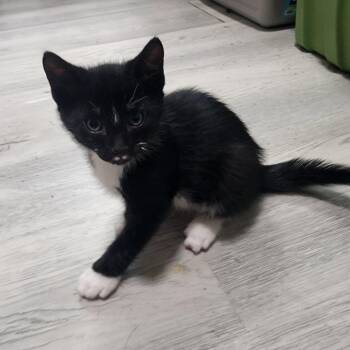 Cap -  Domestic Short Hair Cat for Adoption in Bayonne, New Jersey - Cap | PetCurious