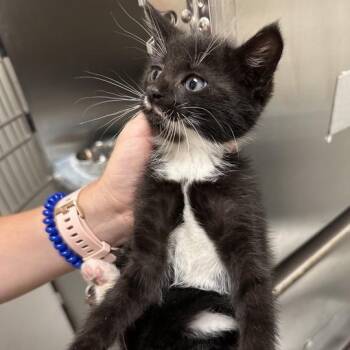 Anchor -  Domestic Short Hair Cat for Adoption in Wilmington, Delaware - Anchor | PetCurious