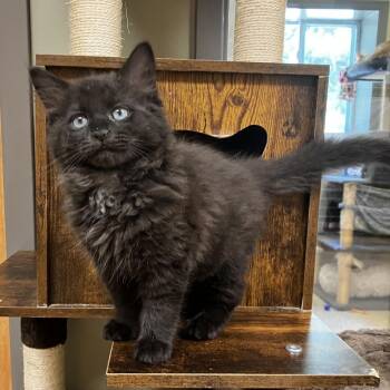 Toulouse -  Domestic Short Hair Cat for Adoption in Wilmington, Delaware - Toulouse | PetCurious