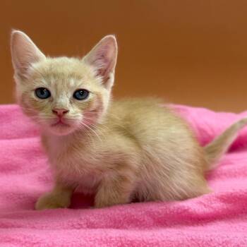 Maddox -  Domestic Short Hair Cat for Adoption in San Antonio, Texas - Maddox | PetCurious