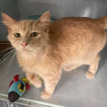 Rescue Domestic Long Hair Cats for Adoption in Portage, Michigan - Nigel | PetCurious
