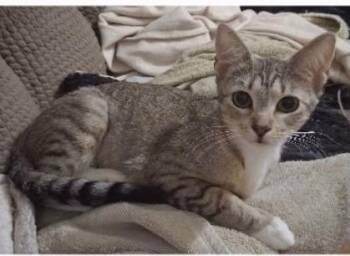 Destiny S -  Domestic Short Hair Cat for Adoption in Darien, Georgia - Destiny S | PetCurious
