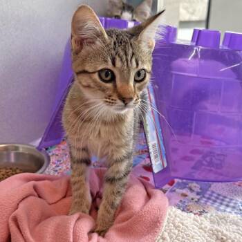 Macaroon -  Domestic Short Hair Cat for Adoption in Hailey, Idaho - Macaroon | PetCurious