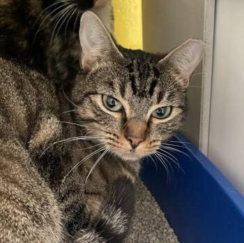 Domestic Short Hair Cats Available for Adoption - Star | PetCurious