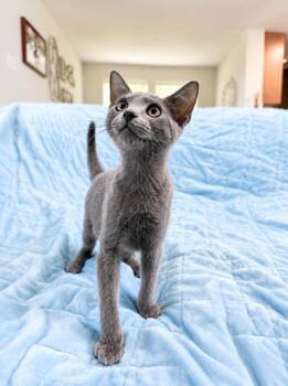 Anchovy -  Russian Blue Cat for Adoption in Houston, Texas - Anchovy | PetCurious