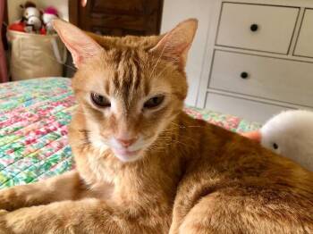 Mango -  Domestic Short Hair Cat for Adoption - Mango | PetCurious