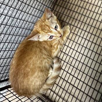 Peach Pop -  Domestic Short Hair Cat for Adoption in Gadsden, Alabama - Peach Pop | PetCurious