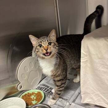 Rescue Domestic Short Hair Cats for Adoption in Hendersonville, North Carolina - Tom | PetCurious