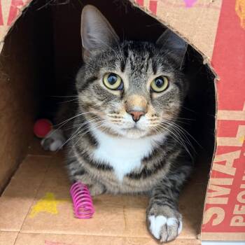 Stormy -  Domestic Short Hair Cat for Adoption in Marshall, Virginia - Stormy | PetCurious