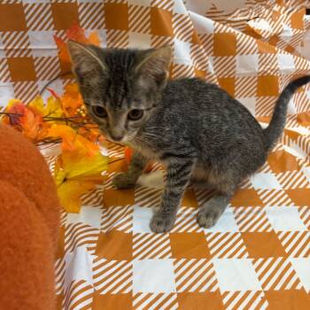 Rescue American Shorthair Cats for Adoption in Mocksville, North Carolina - Charlie | PetCurious