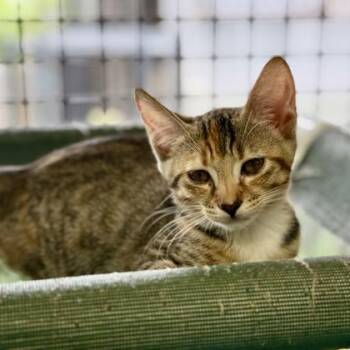 Kanpai -  Domestic Short Hair Cat Available for Adoption in Honolulu, Hawaii - Kanpai | PetCurious