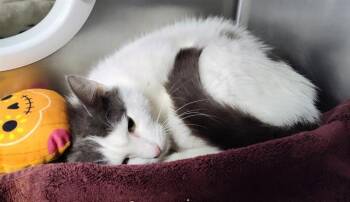 Domestic Short Hair Cats Available for Adoption in Albuquerque, New Mexico - NORA | PetCurious