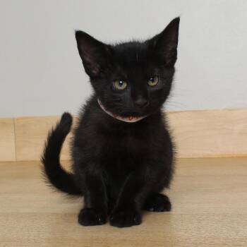 Chai C69605 -  Domestic Short Hair Cat for Adoption in Minnetonka, Minnesota - Chai C69605 | PetCurious