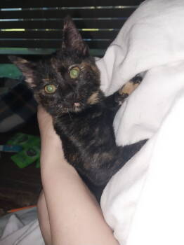 Rescue American Shorthair Cats for Adoption in Oakland Park, Florida - MINERVA BABY | PetCurious