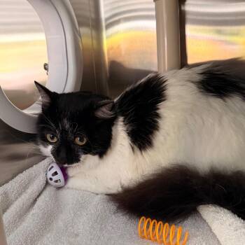 Fluffy -  Turkish Angora and Ragdoll Cat for Adoption in New Fairfield, Connecticut - Fluffy | PetCurious