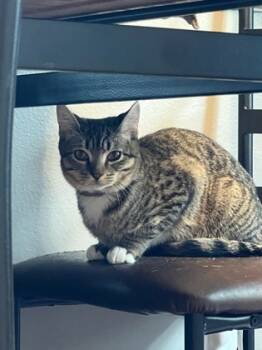 Rescue Domestic Medium Hair and Domestic Short Hair Cats for Adoption in Houston, Texas - Violet | PetCurious