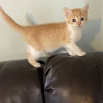 Rescue Domestic Short Hair Cats for Adoption in Wilkesboro, North Carolina - Pocus | PetCurious