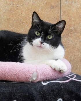 Peeka -  Domestic Short Hair Cat for Adoption in Novato, California - Peeka | PetCurious