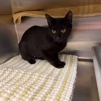Cosmic Brownie -  Domestic Short Hair Cat for Adoption in Buffalo, New York - Cosmic Brownie | PetCurious