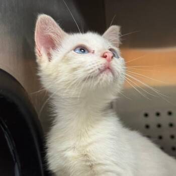 Neeson Liam 24 -  Domestic Short Hair Cat for Adoption in Austin, Texas - Neeson Liam 24 | PetCurious