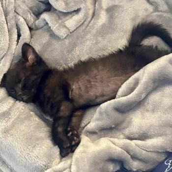 Malakai* -  Domestic Short Hair Cat for Adoption in San Gabriel, California - Malakai* | PetCurious