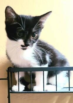 Wilma -  Domestic Medium Hair Cat for Adoption in Salt Lake City, Utah - Wilma | PetCurious
