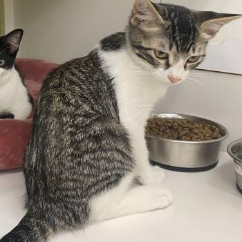 Little Man -  Domestic Short Hair Cat for Adoption in Tallahassee, Florida - Little Man | PetCurious