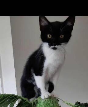 Rescue Domestic Short Hair Cats for Adoption in Burnaby, British Columbia - Stache | PetCurious