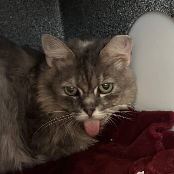 Grammy Apple Pie -  Domestic Medium Hair Cat for Adoption in Charlottesville, Virginia - Grammy Apple Pie | PetCurious
