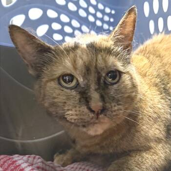 Nina -  Domestic Short Hair Cat for Adoption in Providence, Rhode Island - Nina | PetCurious