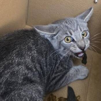 Ninja -  Domestic Short Hair Cat for Adoption in Bristol, Indiana - Ninja | PetCurious
