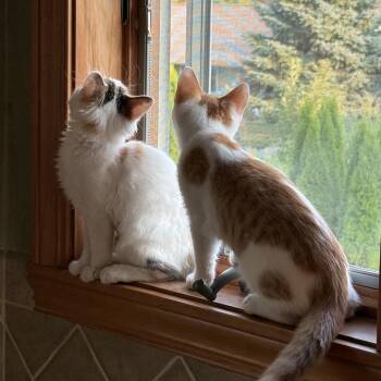 Homer & Patty -  Domestic Medium Hair Cat for Adoption in Neenah, Wisconsin - Homer & Patty | PetCurious