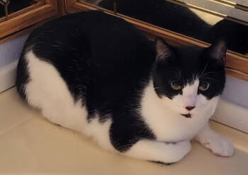 Rescue Domestic Short Hair Cats for Adoption in Battle Ground, Washington - Ti | PetCurious