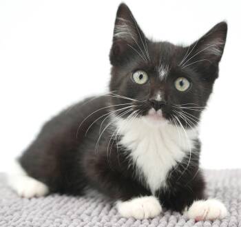 Scalliwag is the happiness you have been searching for - poofy t -  Tuxedo and Siberian Cat for Adoption in Bedford Hills, New York - Scalliwag Is The Happiness You Have Been Searching For - Poofy T | PetCurious
