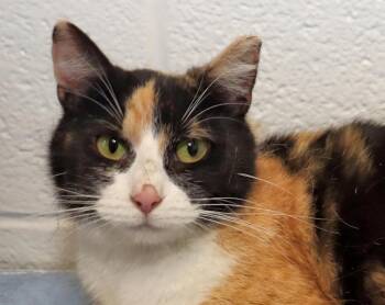 Cali -  Calico Cat for Adoption in Euclid, Ohio - Cali | PetCurious