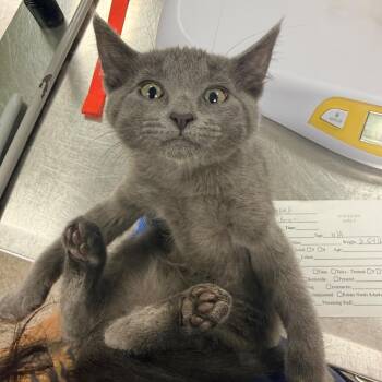 107463 -  Domestic Short Hair Cat for Adoption in Las Cruces, New Mexico - 107463 | PetCurious