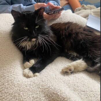 Domestic Long Hair Cats Available for Adoption in Chicago, Illinois - Drake | PetCurious