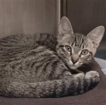 A655396 -  Domestic Short Hair Cat for Adoption in Houston, Texas - A655396 | PetCurious