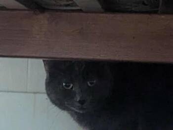 Rescue Domestic Short Hair Cats for Adoption in Calgary, Alberta - Willow | PetCurious