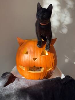 Rescue Domestic Short Hair Cats for Adoption in Fishers, Indiana - Flicker | PetCurious