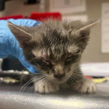 Carson -  Domestic Short Hair Cat Available for Adoption in Yuma, Arizona - Carson | PetCurious
