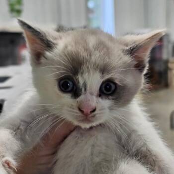 Domestic Short Hair Cats Available for Adoption - Mallow | PetCurious