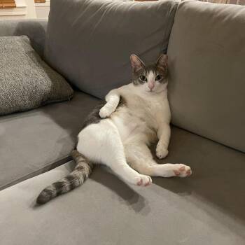 Rescue Domestic Short Hair Cats for Adoption in Houston, Texas - Octavia | PetCurious